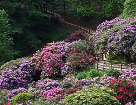 Conca dei Rododendri