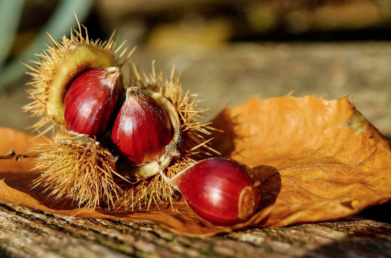 castagne estate di san martino