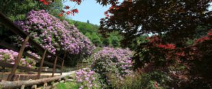 Conca dei Rododendri