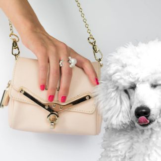 Dog Fever