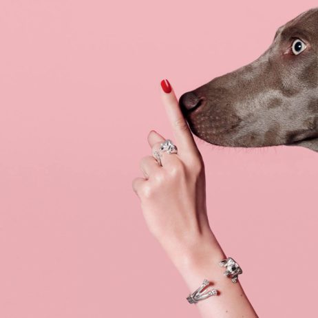 Dog Fever