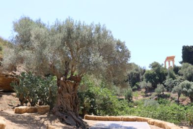 Valle di Kolymbetra