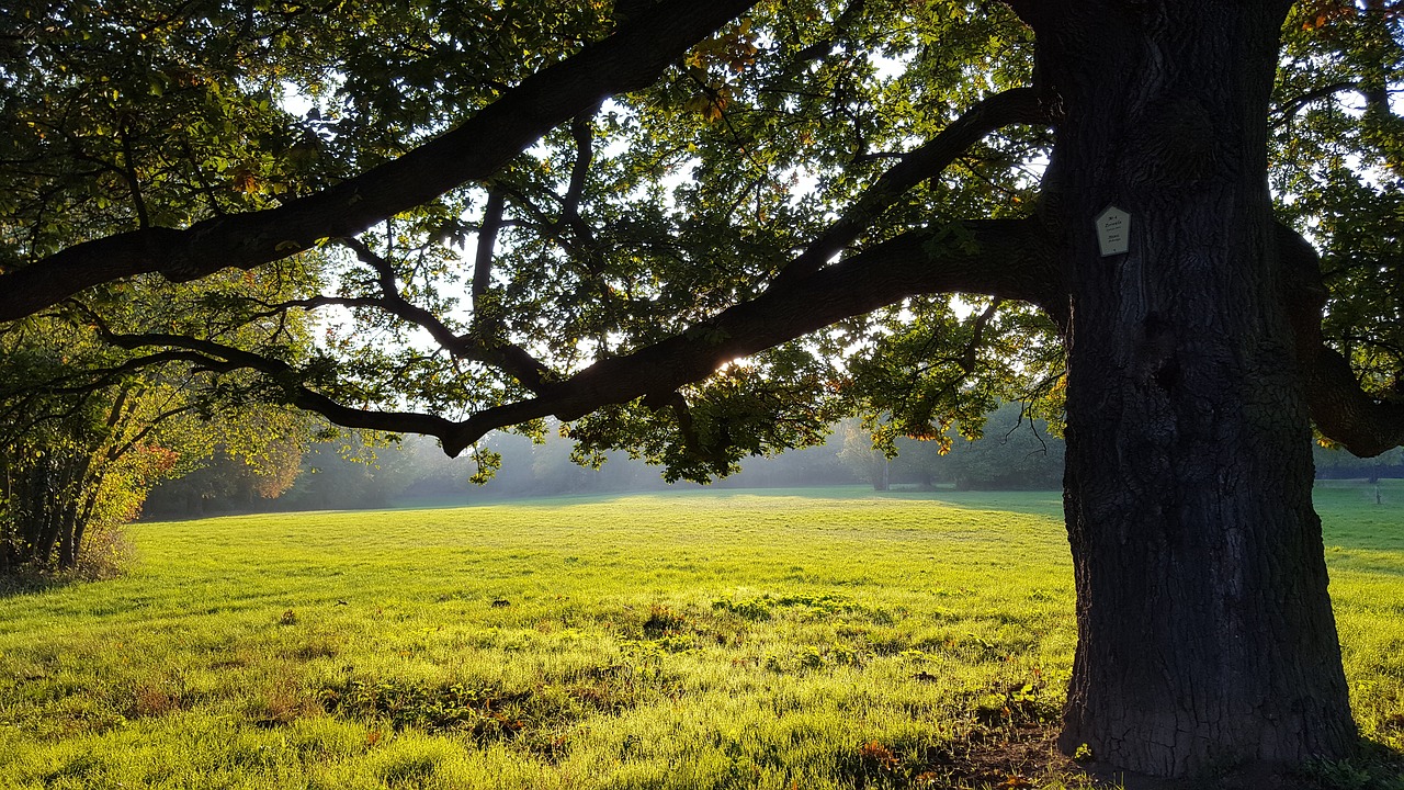 Parco Biblioteca degli alberi