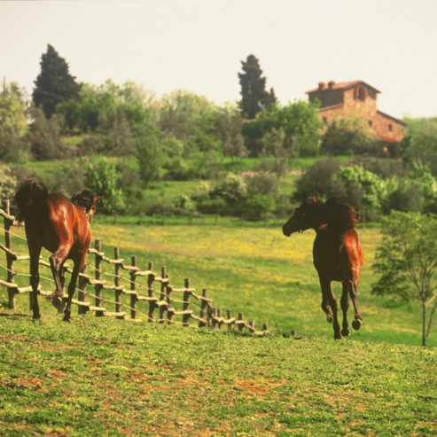 TENUTA3-uai-720x720