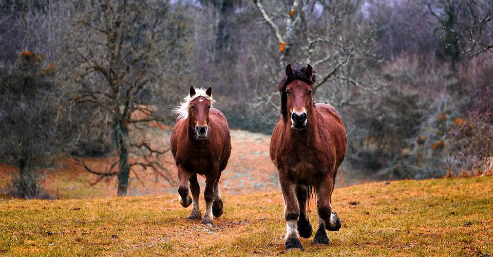 Passeggiate a cavallo