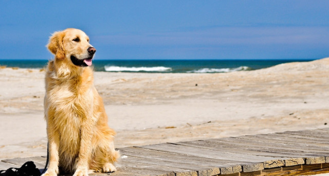 vacanze con cane
