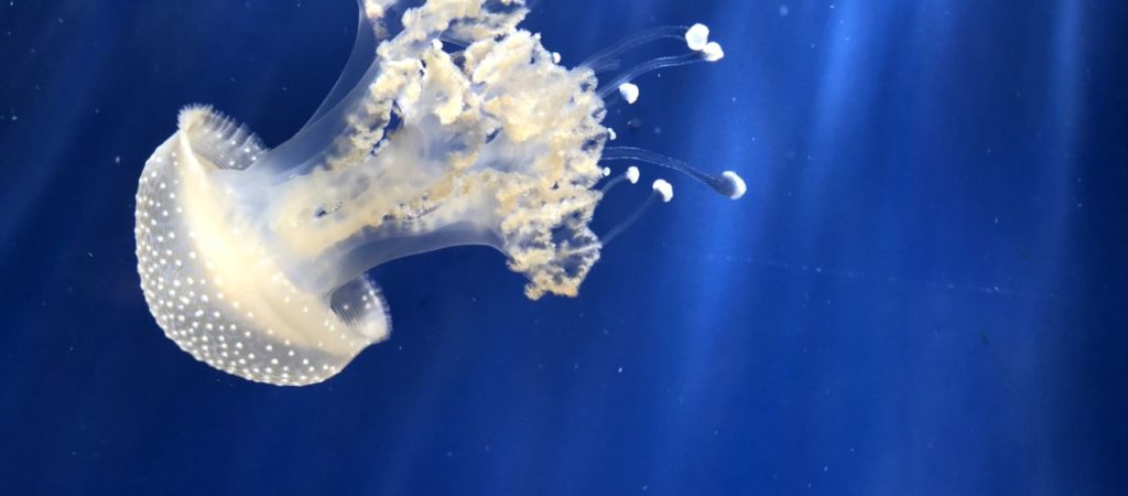 Acquario di Genova