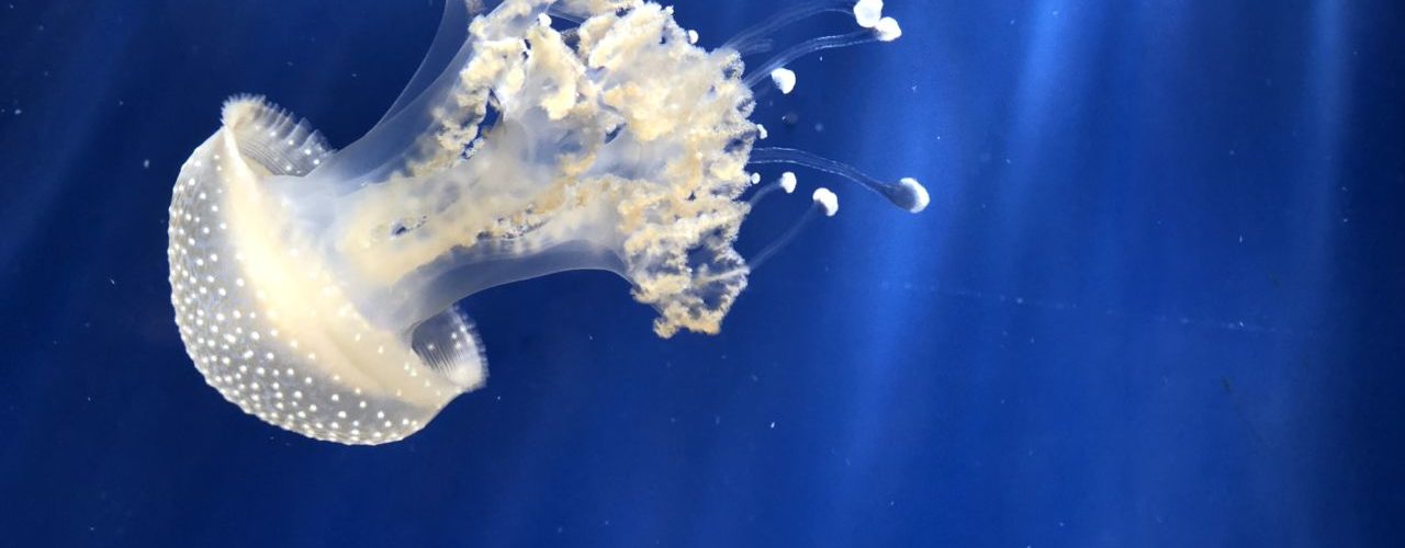 Acquario di Genova