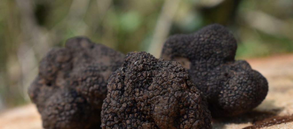 tipi di tartufo