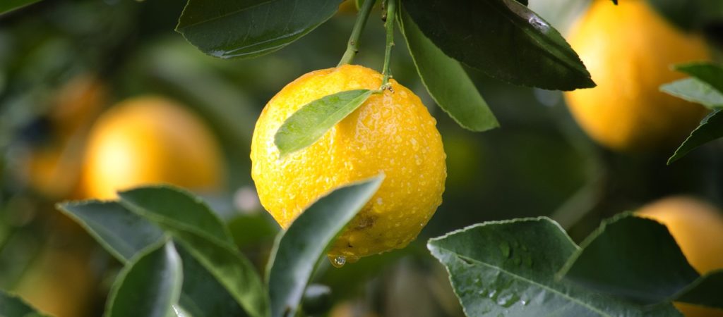 benefici del limone