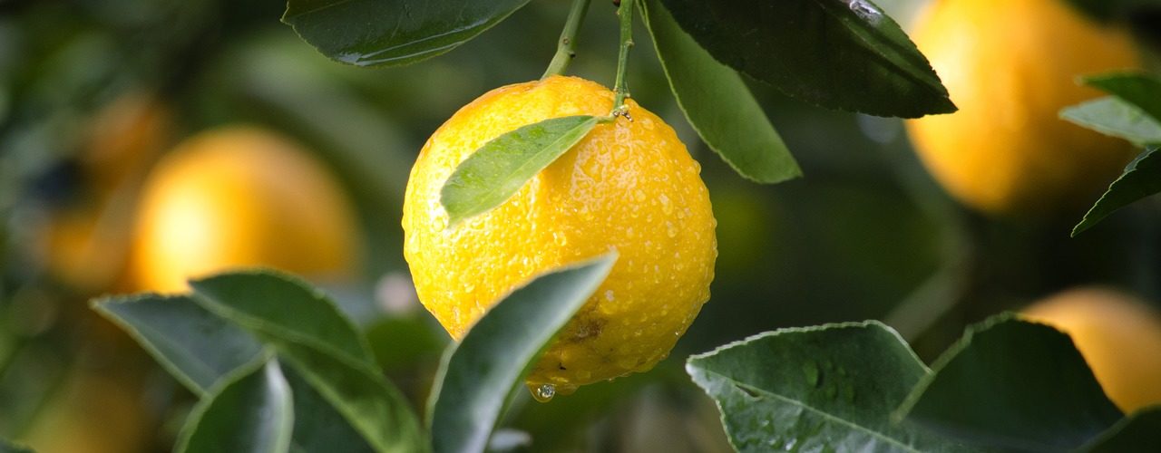 benefici del limone