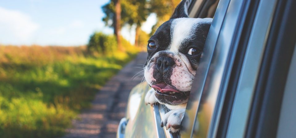 Vacanze Con Il Cane I Posti Perfetti Per I Vostri Cuccioli