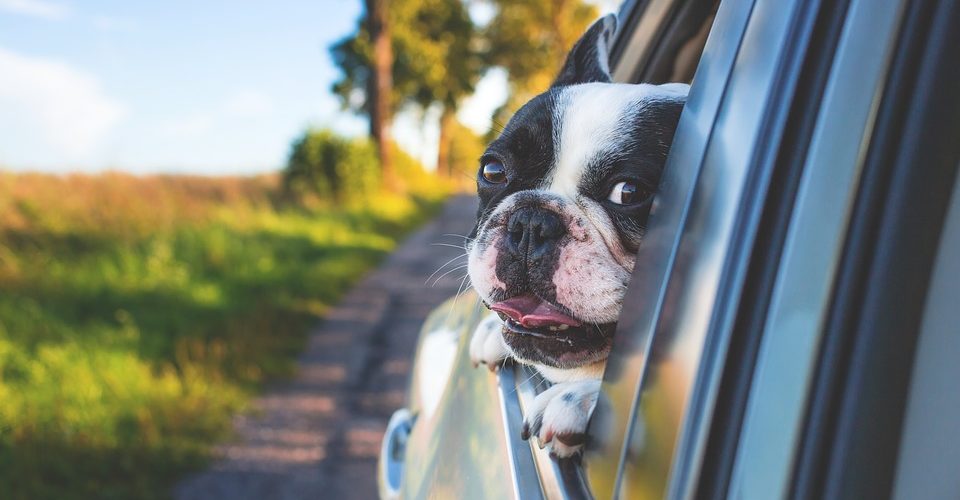 Vacanze con il cane