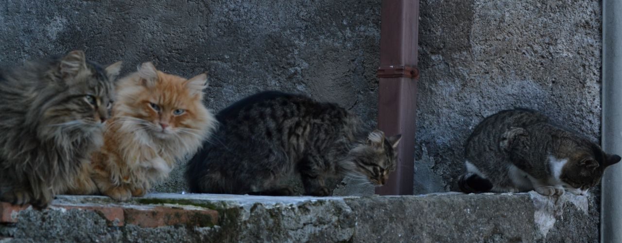 capodanno artena