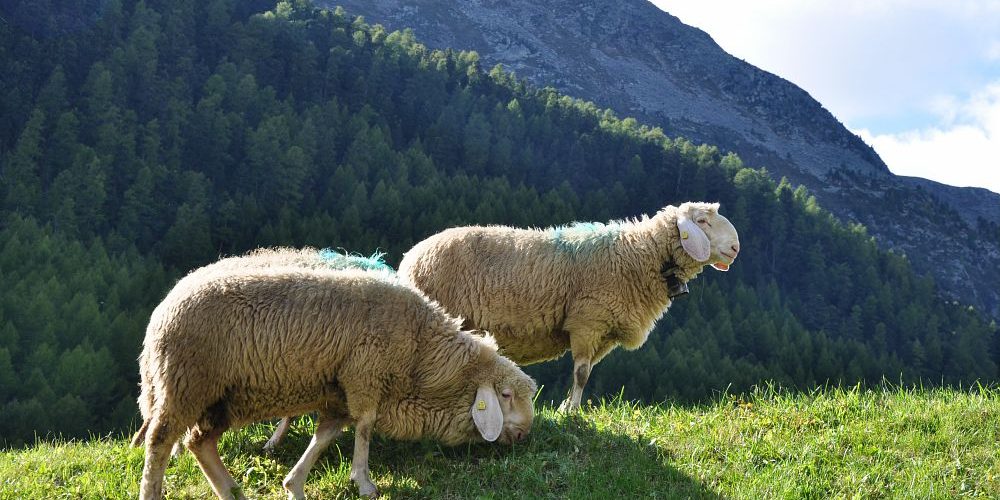 pecora della Val Senales