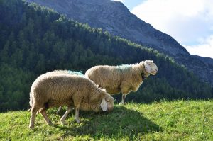 pecora della Val Senales