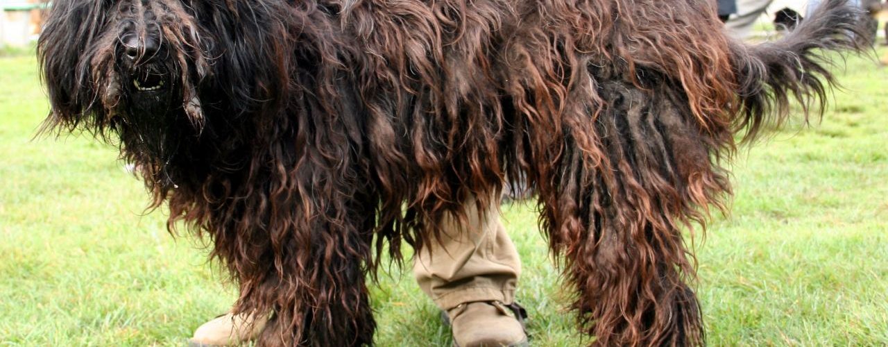 cani italiani
