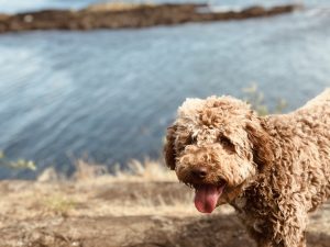 cani italiani