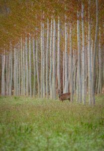 foreste italiane