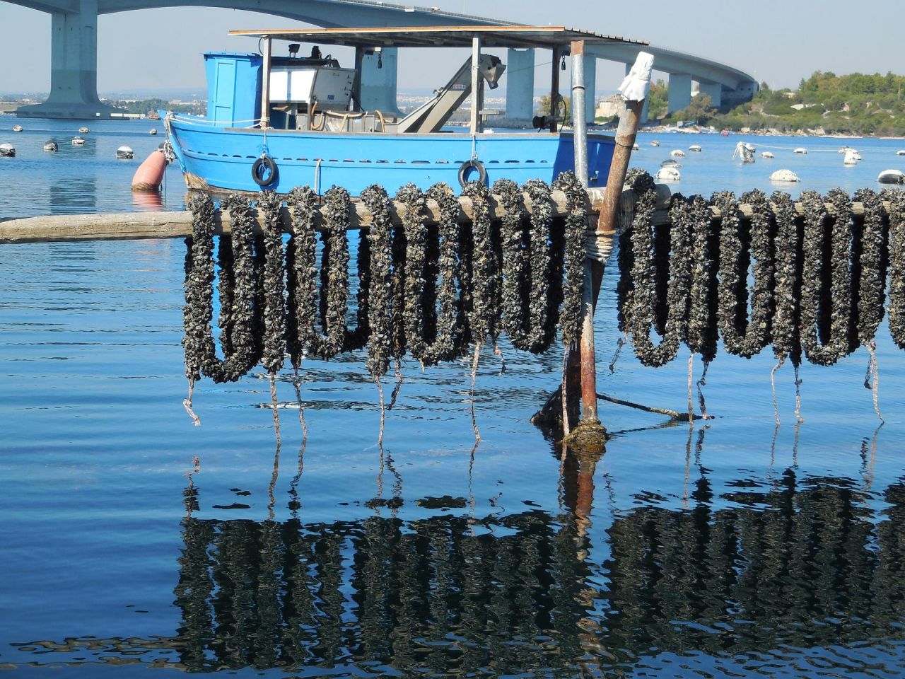 Cozza Nera Di Taranto Ecco Il Nuovo Presidio Slow Food Snap Italy