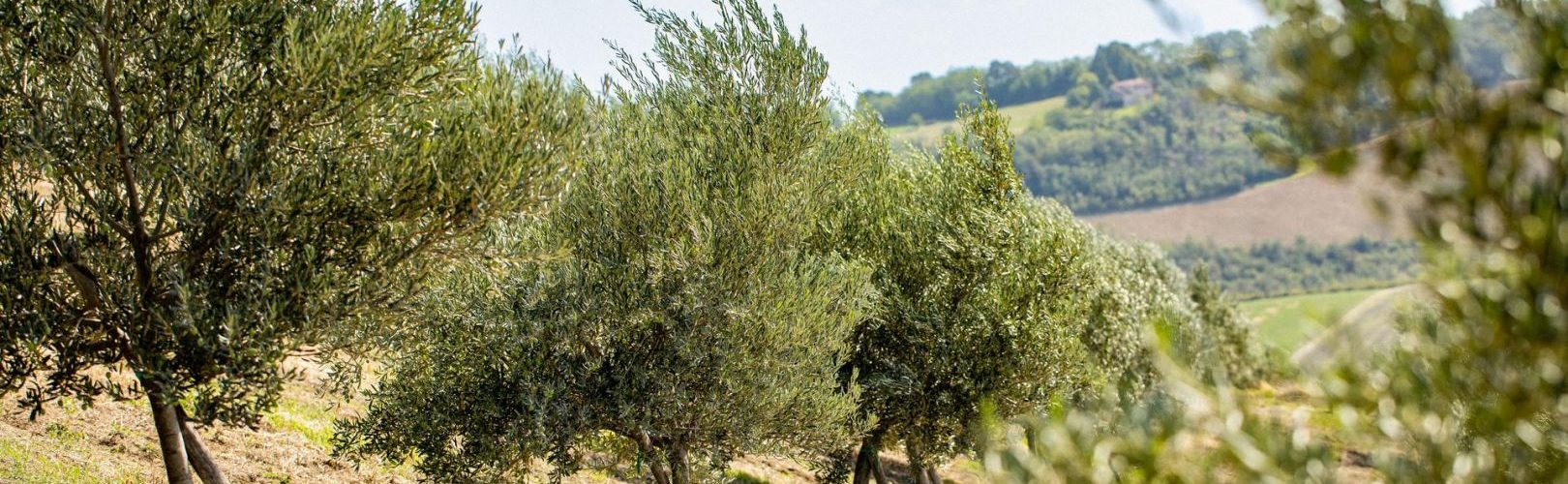 adotta un olivo