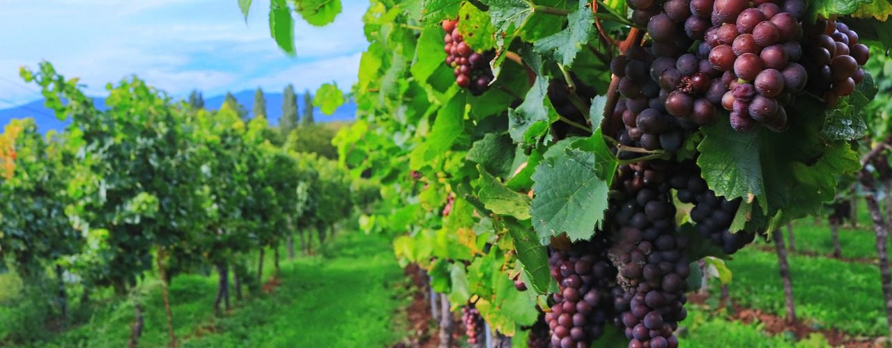 vendemmia 2022