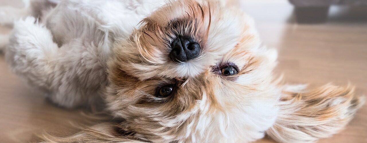 Masticazione del cane