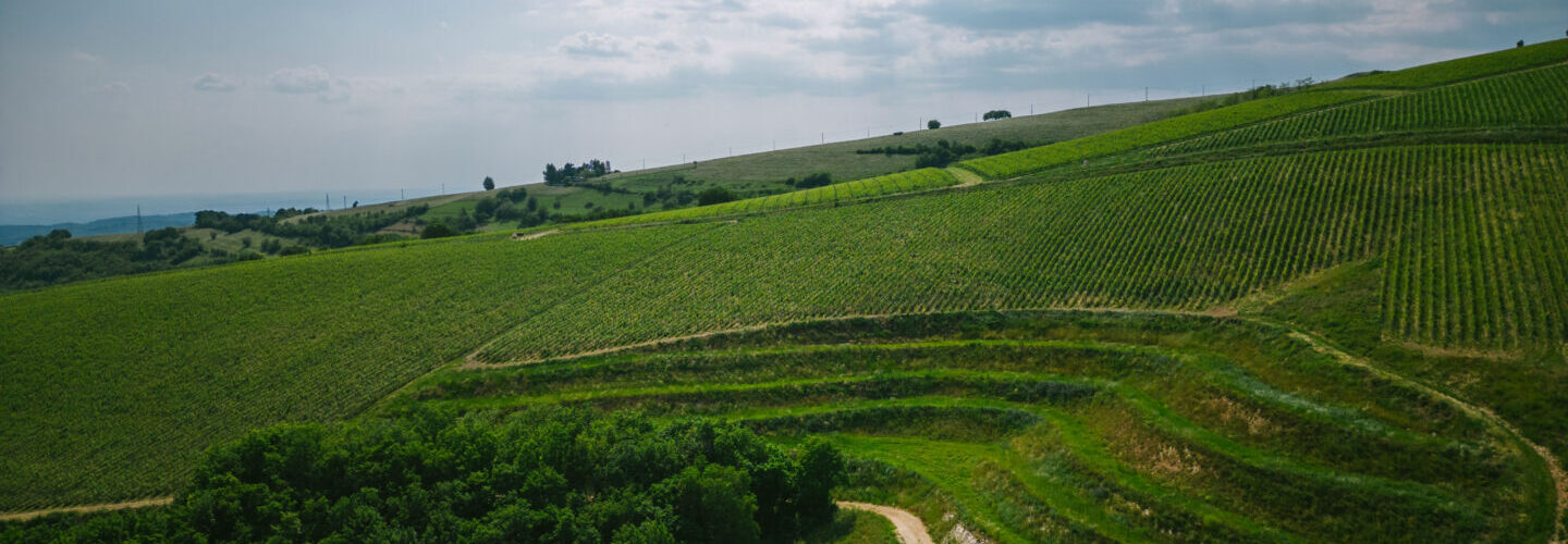 la collina dei ciliegi