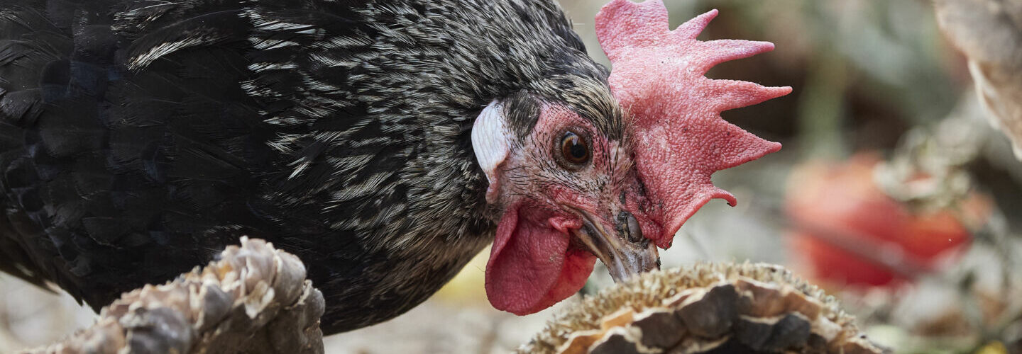 pollo romagnolo